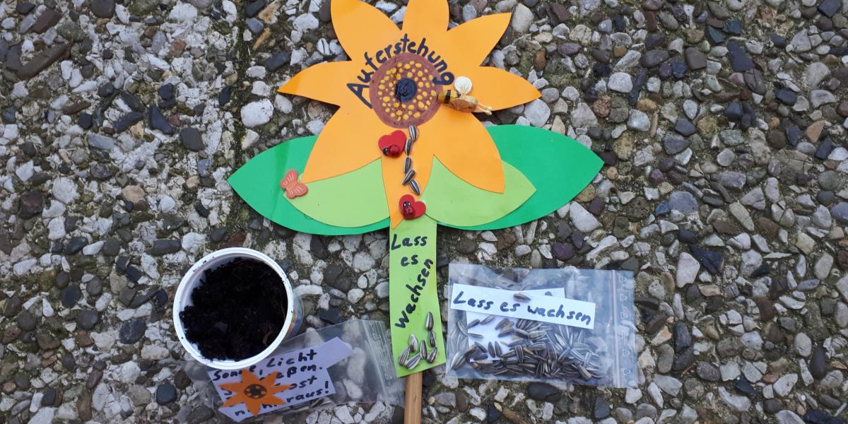 Sonnenblumen zum selberziehen